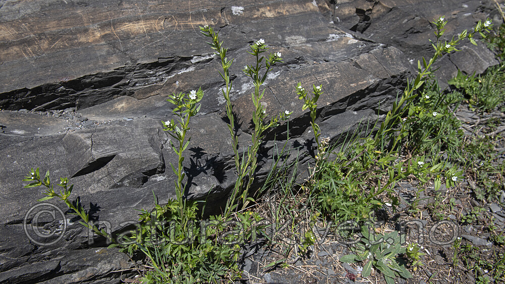 BB_20190514_0066 / Buglossoides arvensis / åkersteinfrø