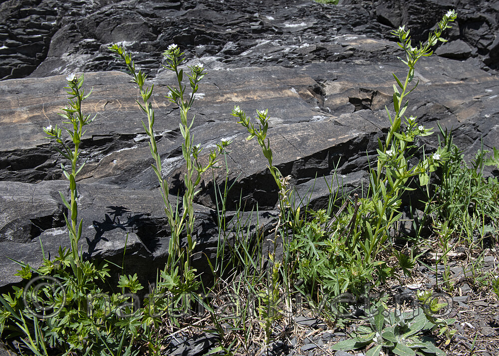 BB_20190514_0067 / Buglossoides arvensis / åkersteinfrø