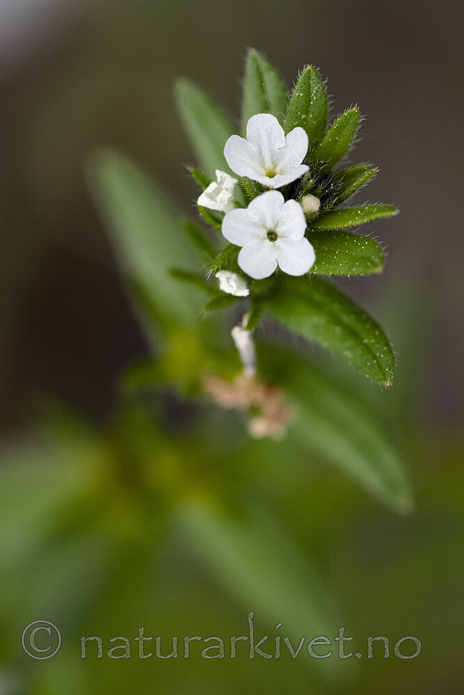 BB_20190515_0019 / Buglossoides arvensis / åkersteinfrø