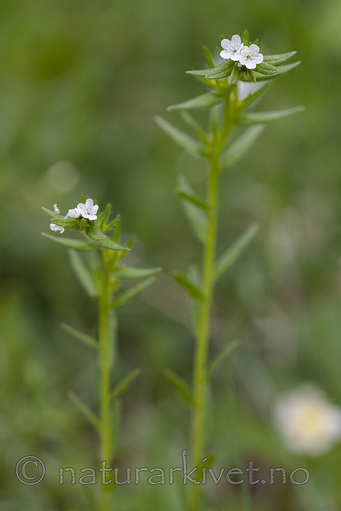 BB_20190515_0071 / Buglossoides arvensis / åkersteinfrø