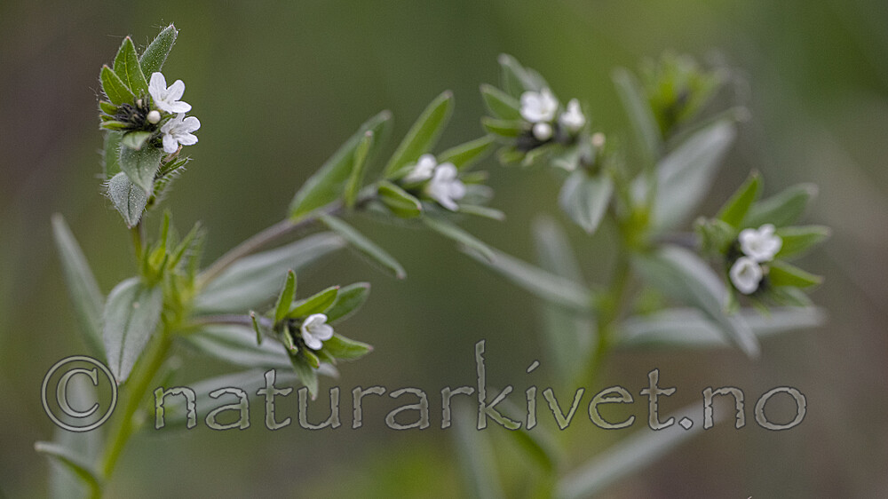 BB_20190515_0144 / Buglossoides arvensis / åkersteinfrø