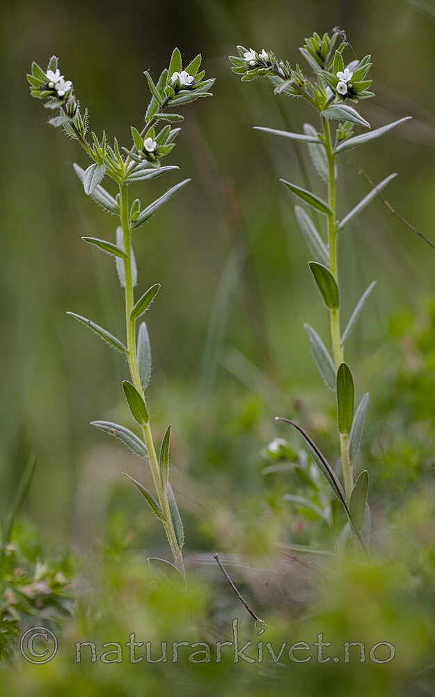 BB_20190515_0187 / Buglossoides arvensis / åkersteinfrø