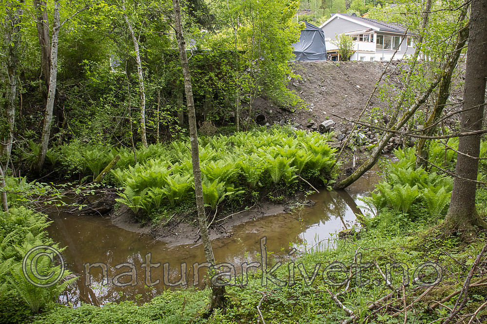 BB_20190526_0094 / Alnus incana / Gråor <br /> Matteuccia struthiopteris / Strutseving