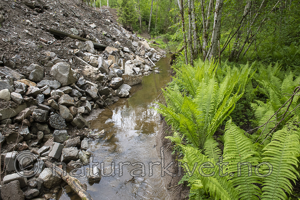 BB_20190526_0134 / Alnus incana / Gråor <br /> Matteuccia struthiopteris / Strutseving