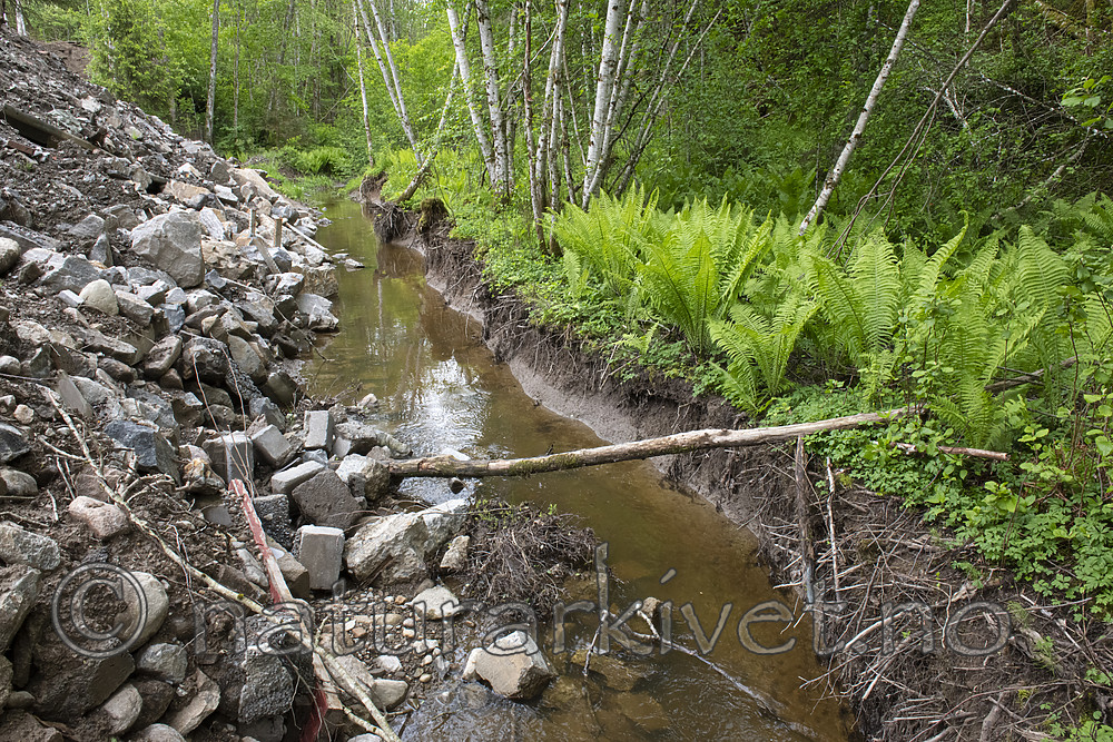 BB_20190526_0155 / Alnus incana / Gråor <br /> Matteuccia struthiopteris / Strutseving