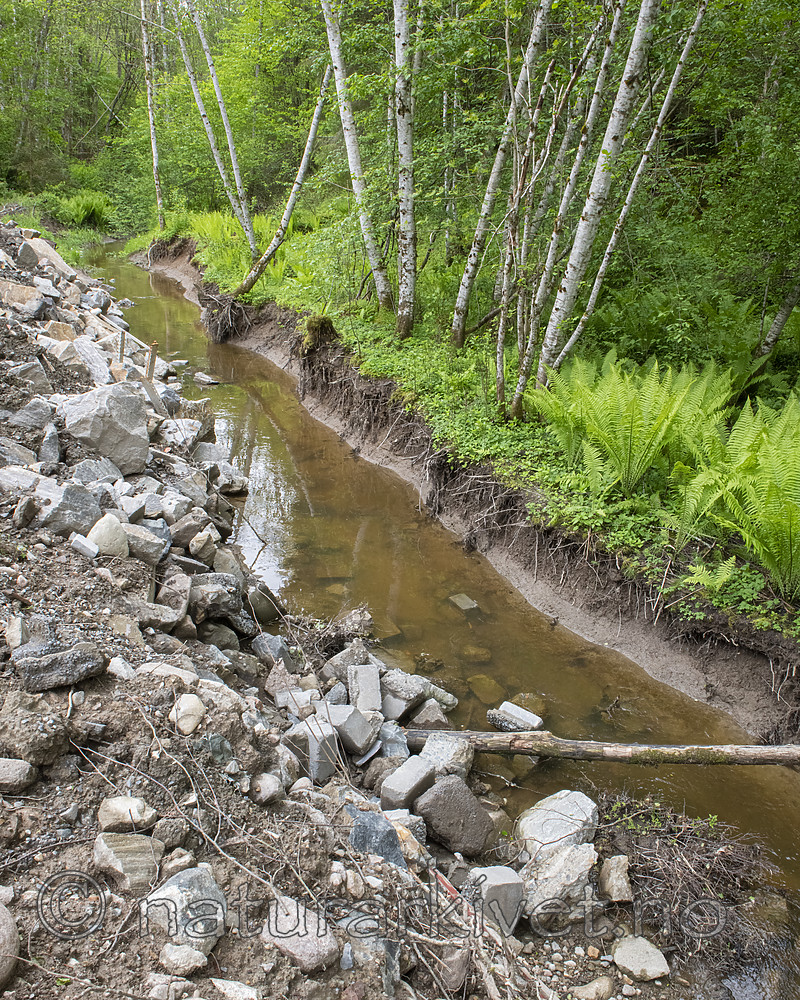 BB_20190526_0162 / Alnus incana / Gråor <br /> Matteuccia struthiopteris / Strutseving