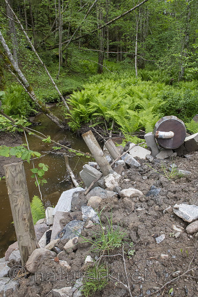 BB_20190526_0171 / Alnus incana / Gråor <br /> Matteuccia struthiopteris / Strutseving
