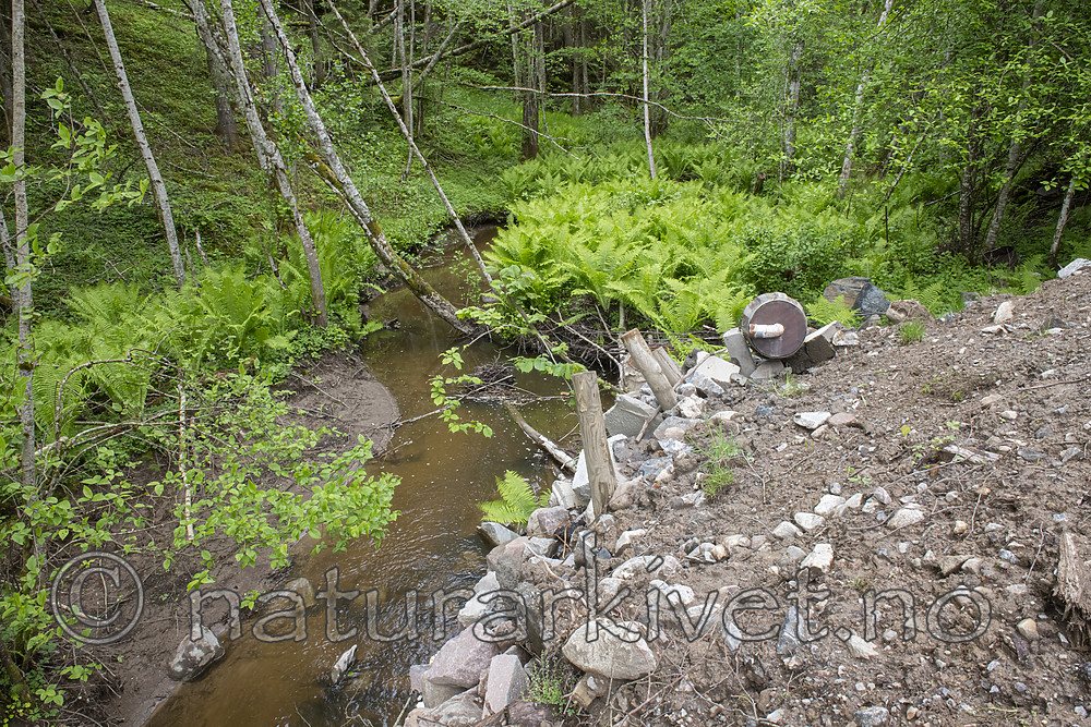 BB_20190526_0174 / Alnus incana / Gråor <br /> Matteuccia struthiopteris / Strutseving