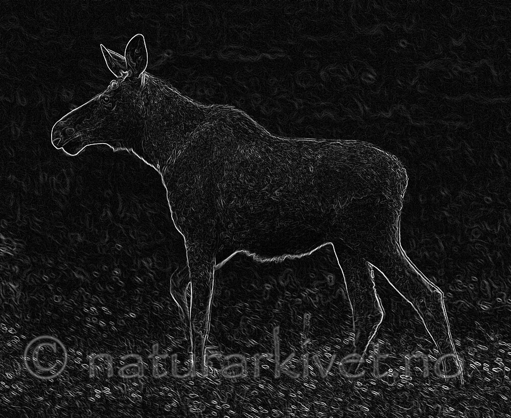 BB_20190604_0023_1 / Alces alces / Elg