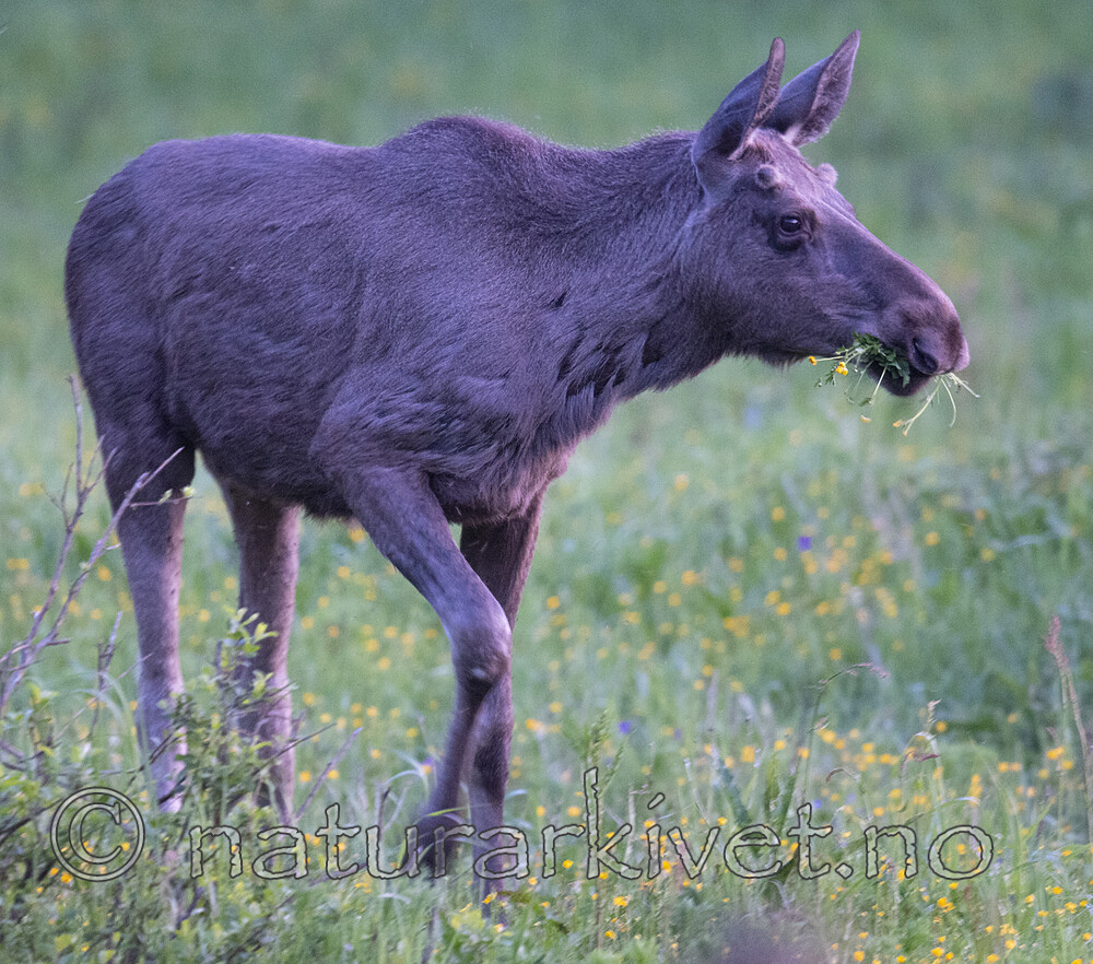 BB_20190604_0032 / Alces alces / Elg
