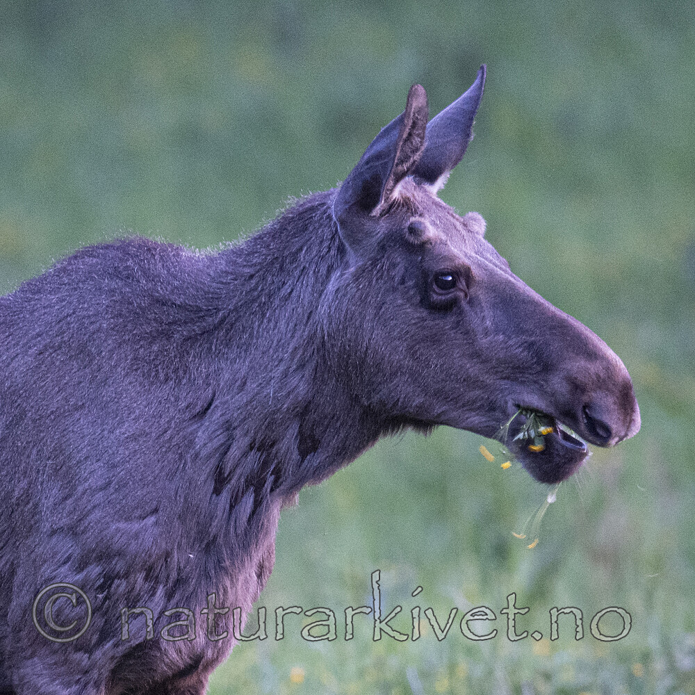 BB_20190604_0041 / Alces alces / Elg