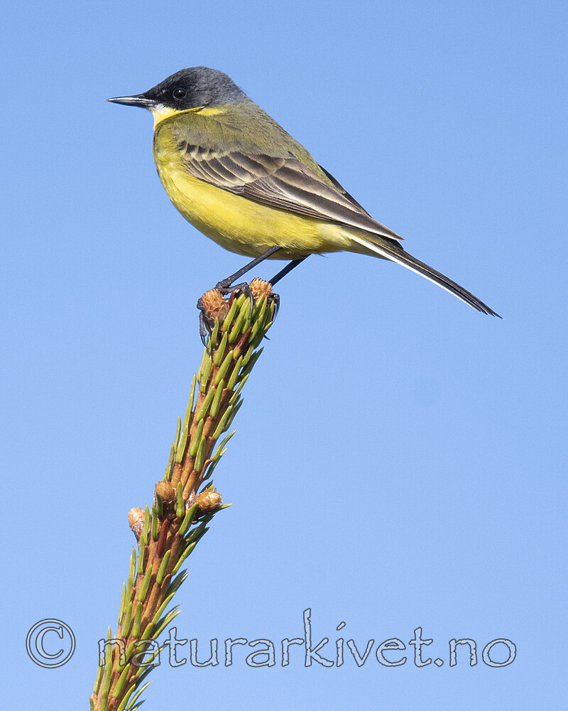 BB_20190610_0037 / Motacilla flava / Gulerle