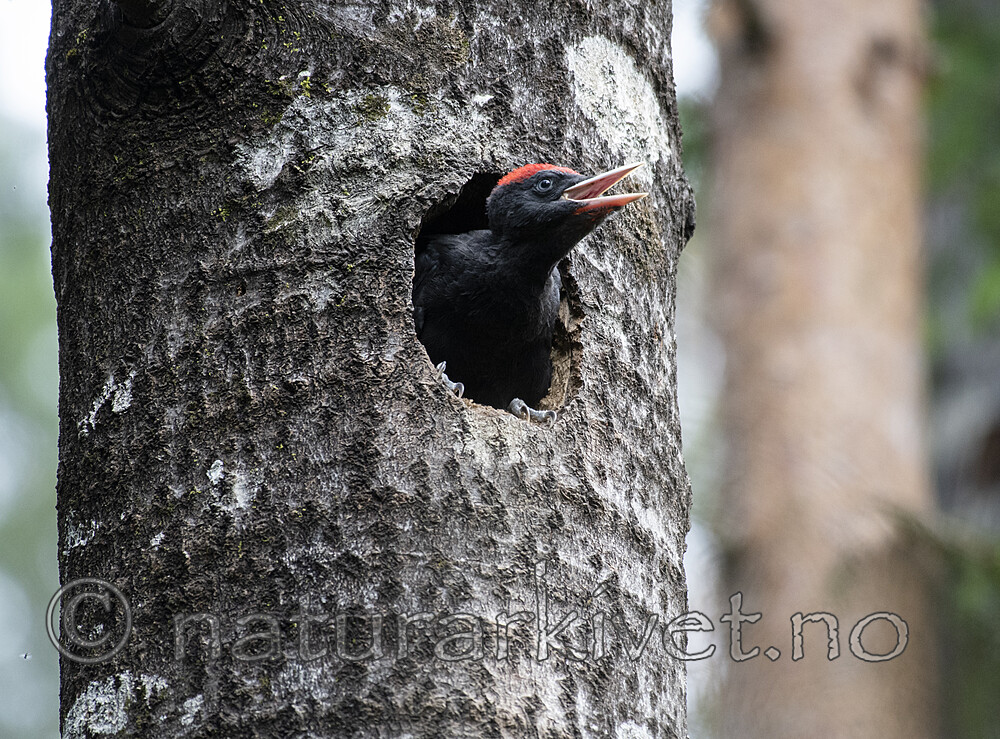 BB_20190623_0447 / Dryocopus martius / Svartspett