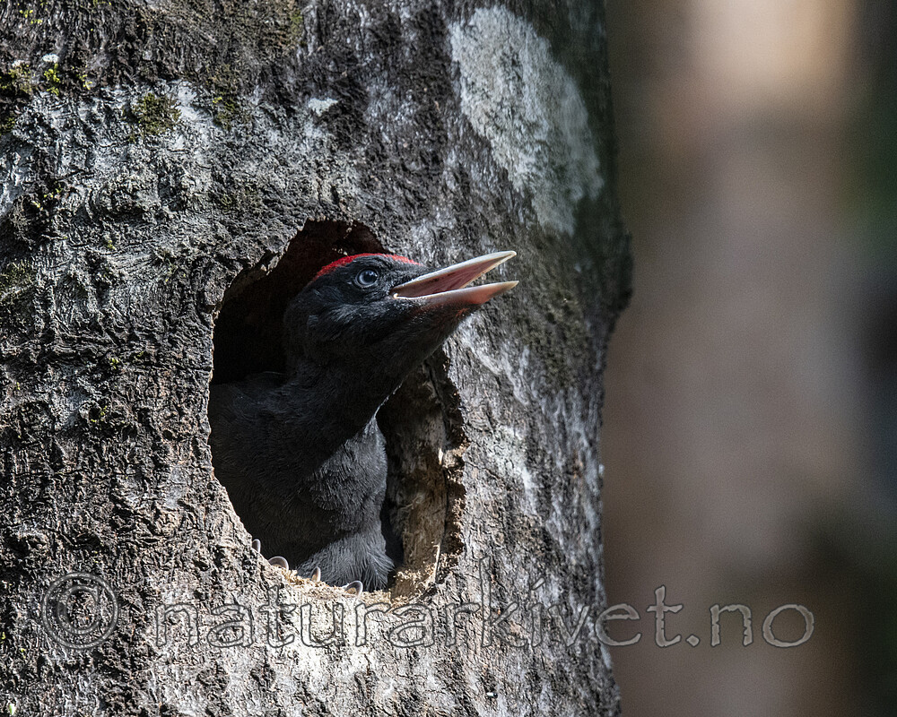 BB_20190623_0509 / Dryocopus martius / Svartspett