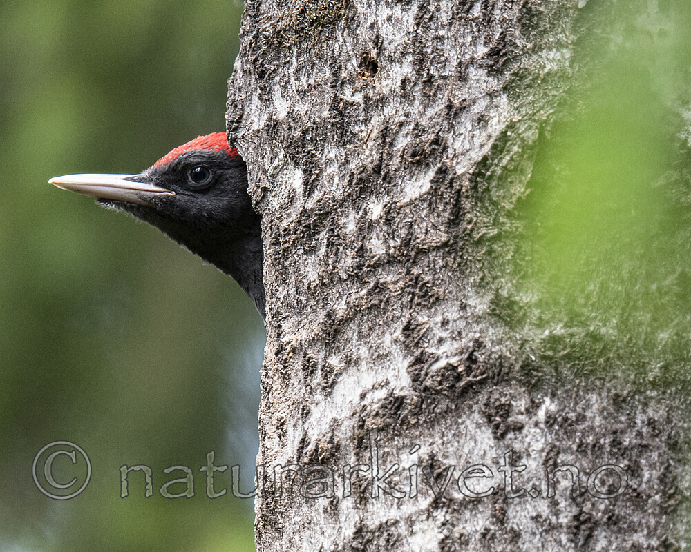 BB_20190623_0573 / Dryocopus martius / Svartspett