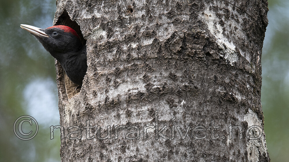 BB_20190623_0586 / Dryocopus martius / Svartspett