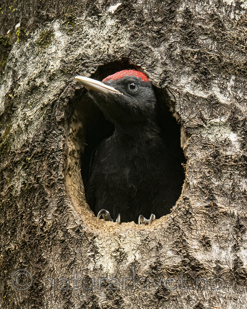 BB_20190623_0593 / Dryocopus martius / Svartspett