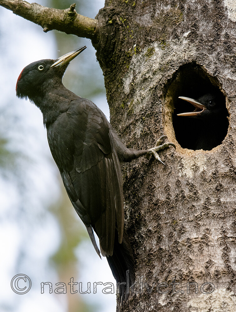 BB_20190623_0606 / Dryocopus martius / Svartspett