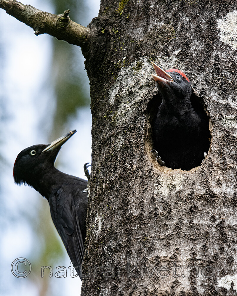 BB_20190623_0617 / Dryocopus martius / Svartspett