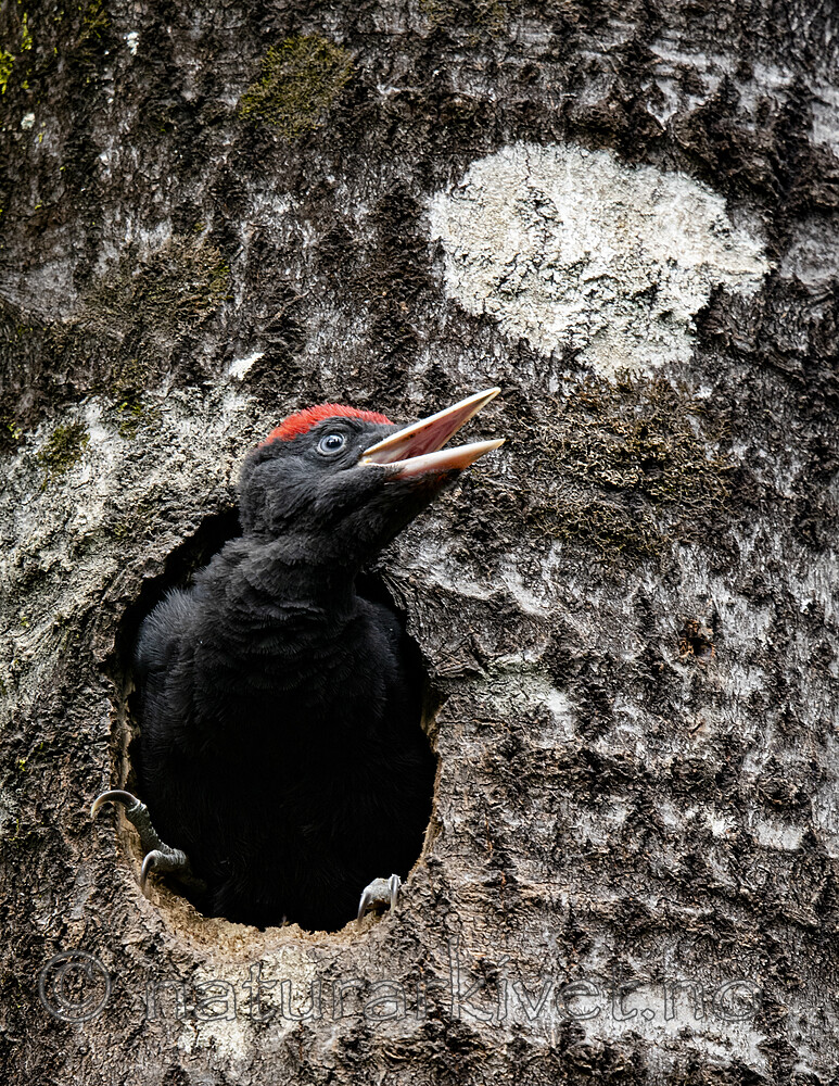 BB_20190623_0652 / Dryocopus martius / Svartspett