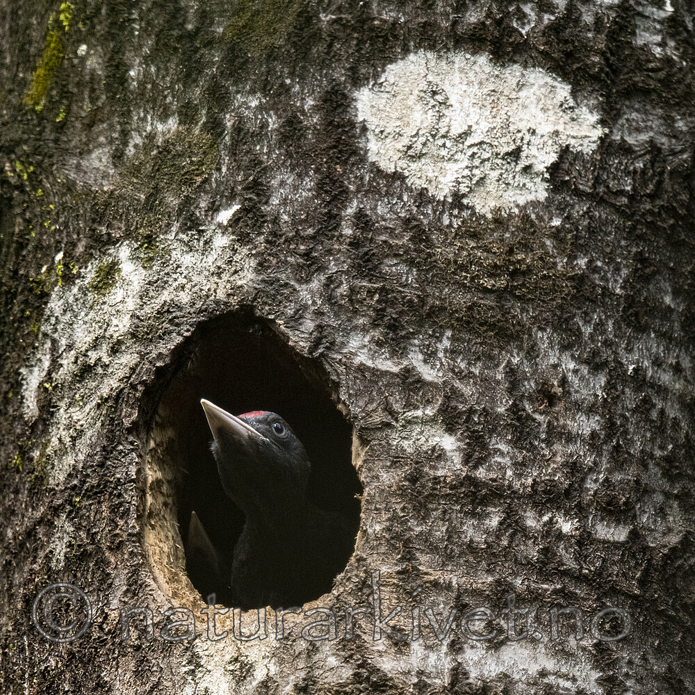 BB_20190623_0665 / Dryocopus martius / Svartspett