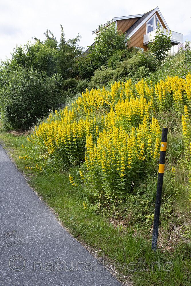 BB_20190703_0066 / Lysimachia punctata / Fagerfredløs