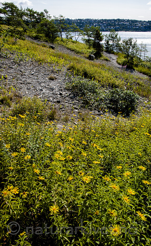 BB_20190716_0139 / Inula salicina / Krattalant