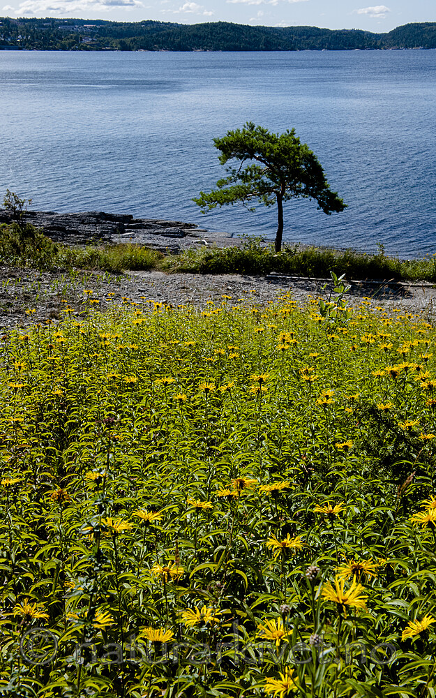 BB_20190716_0143 / Inula salicina / Krattalant