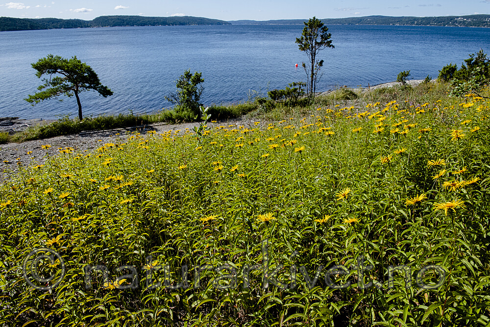 BB_20190716_0151 / Inula salicina / Krattalant