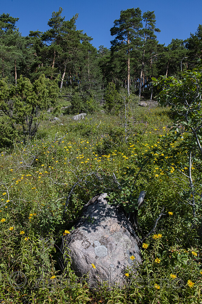 BB_20190716_0165 / Inula salicina / Krattalant