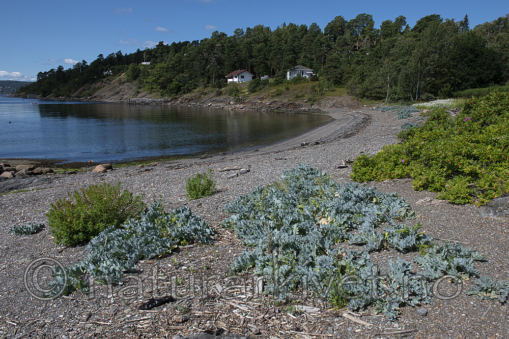 BB_20190716_0251 / Crambe maritima / Strandkål