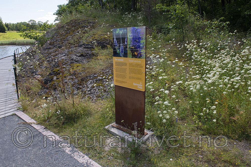 BB_20190716_0320 / Seseli libanotis / Hjorterot