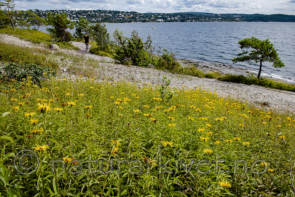BB_20190720_0228 / Inula salicina / Krattalant