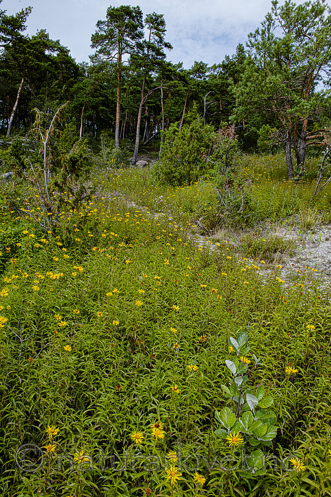 BB_20190720_0242 / Inula salicina / Krattalant