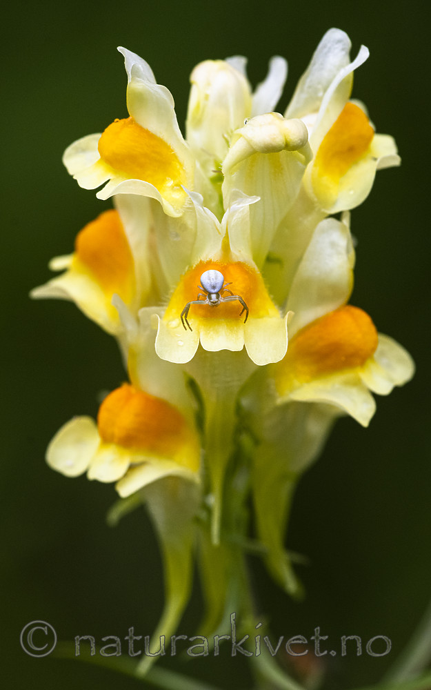 BB_20190720_0373 / Linaria vulgaris / Lintorskemunn <br /> Misumena vatia