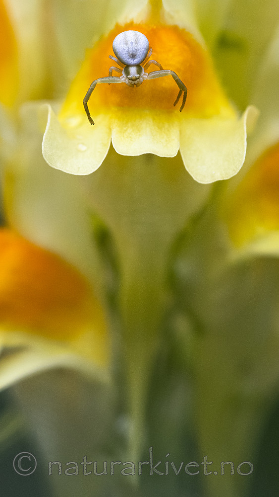 BB_20190720_0383 / Linaria vulgaris / Lintorskemunn <br /> Misumena vatia