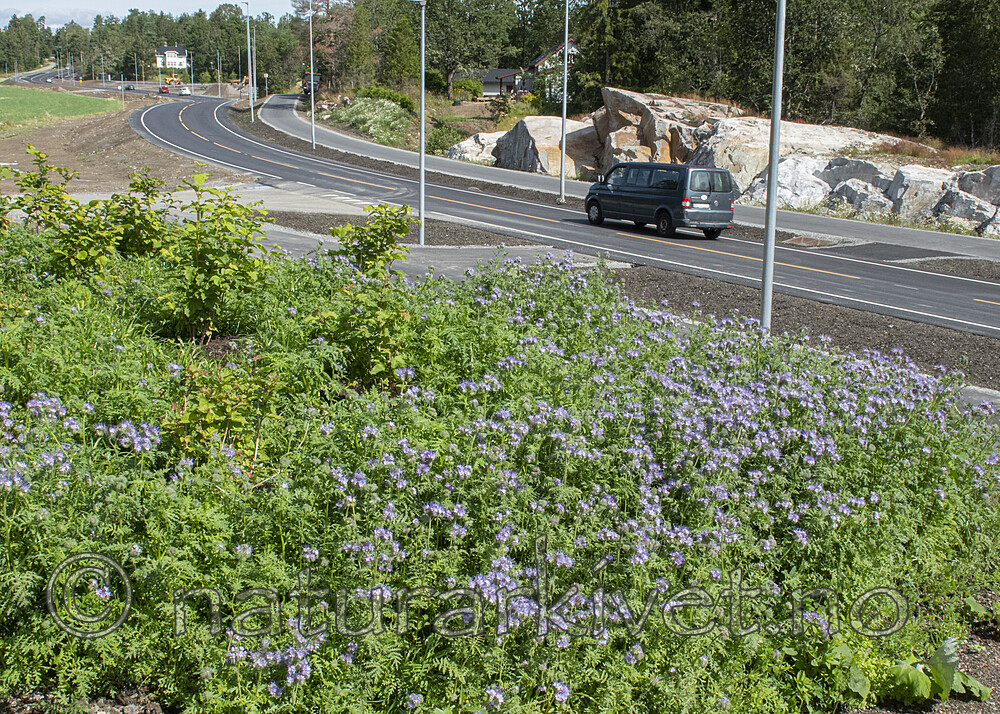 BB_20190722_0021 / Phacelia tanacetifolia / Honningurt