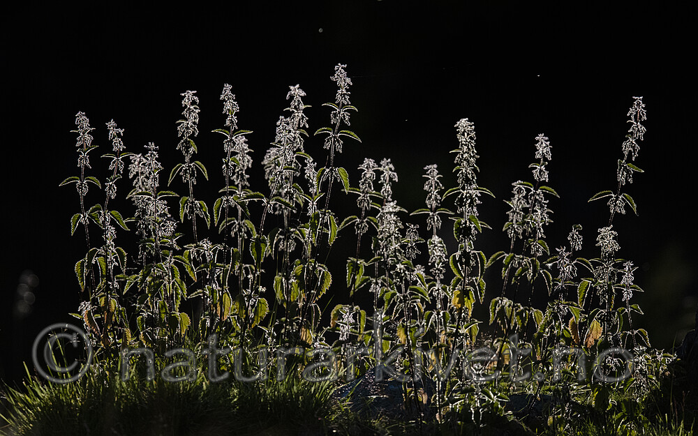 BB_20190723_0011 / Urtica dioica / Stornesle