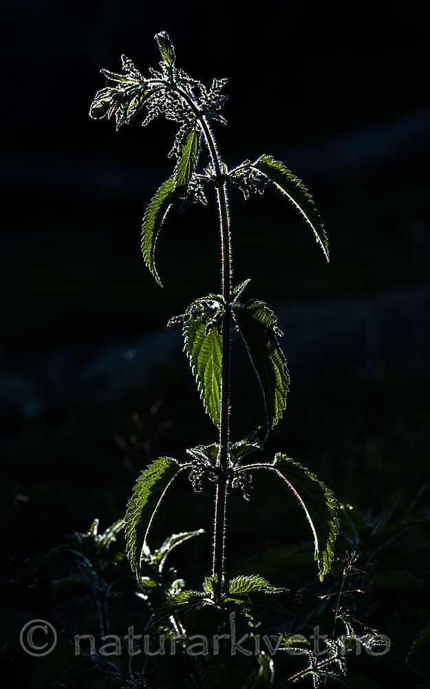 BB_20190723_0017 / Urtica dioica / Stornesle