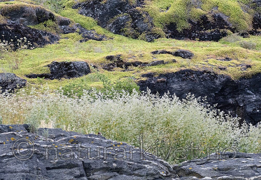 BB_20190731_0035 / Lepidium latifolium / Strandkarse <br /> Phedimus spurius / Gravbergknapp