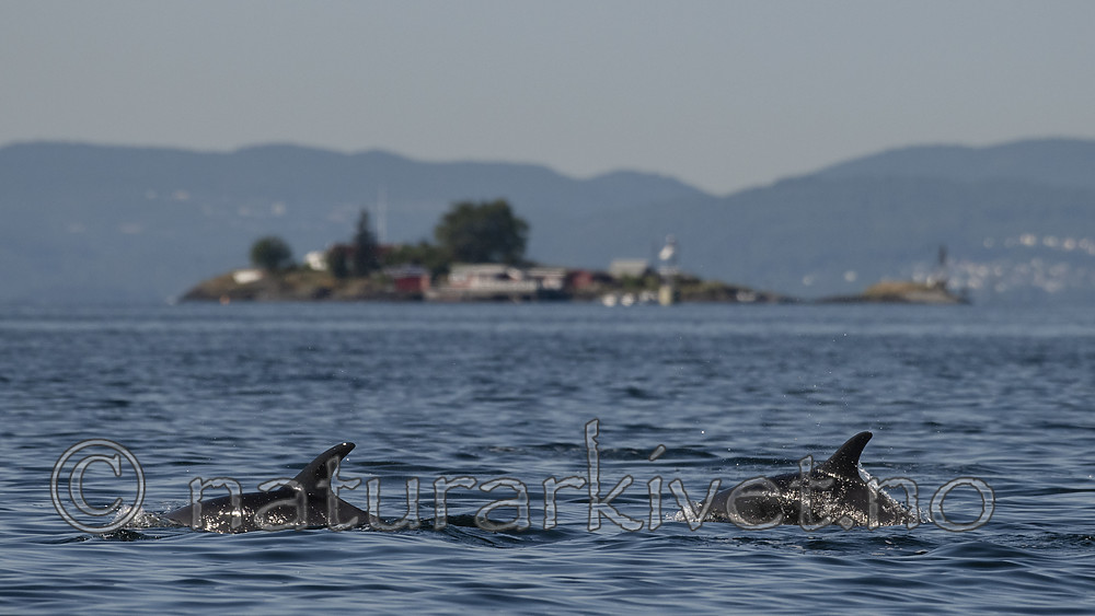 BB_20190802_0296 / Lagenorhynchus acutus / Kvitskjeving