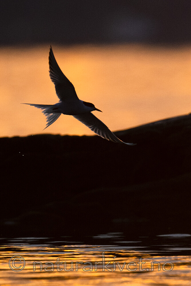 BB_20190803_0051 / Sterna hirundo / Makrellterne
