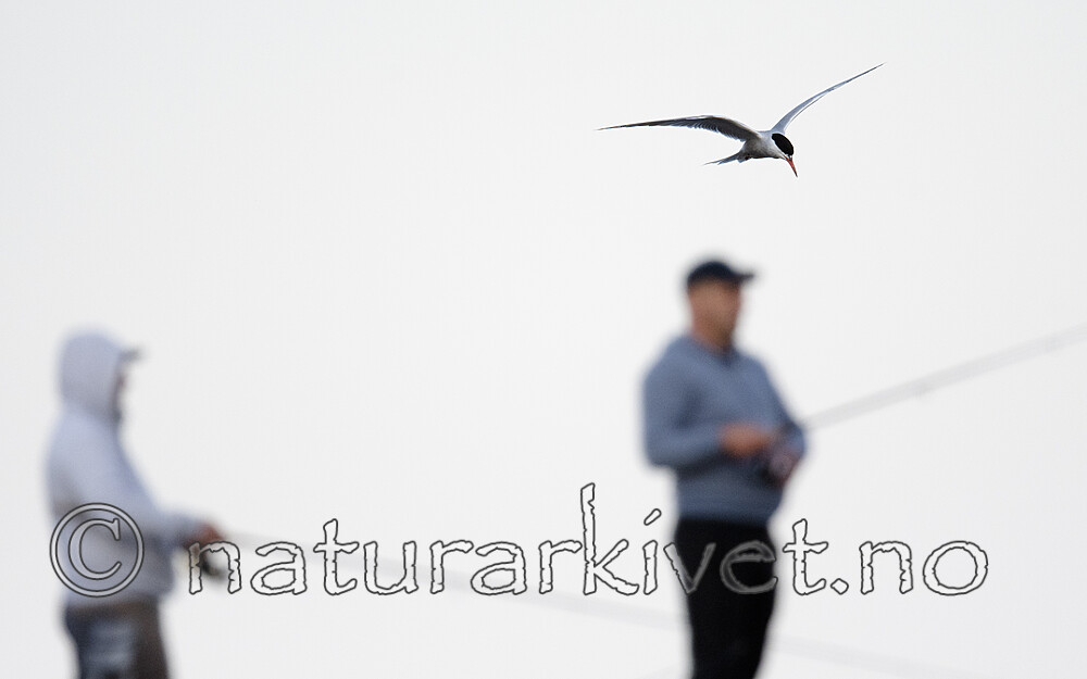 BB_20190803_0254 / Sterna hirundo / Makrellterne