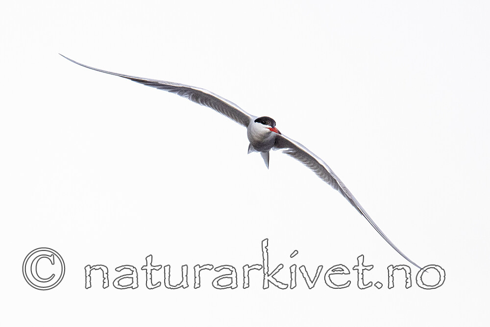 BB_20190803_0262 / Sterna hirundo / Makrellterne