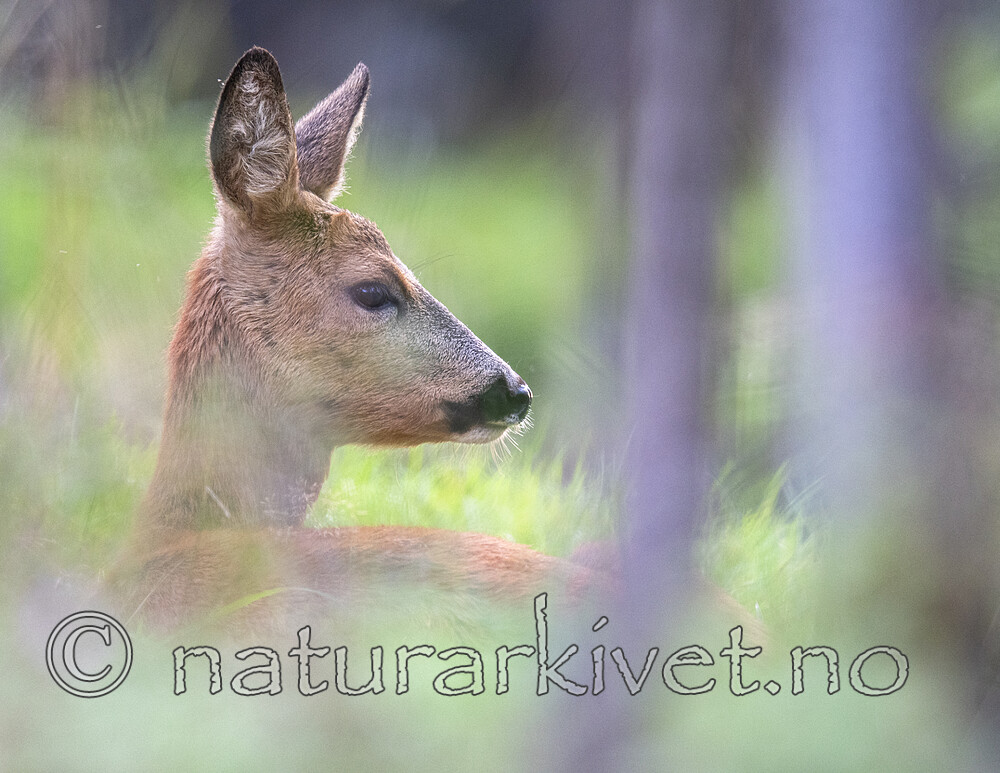 BB_20190914_0057 / Capreolus capreolus / Rådyr