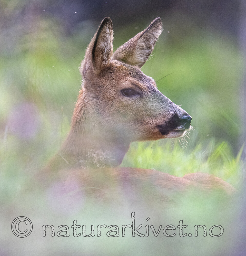 BB_20190914_0085 / Capreolus capreolus / Rådyr