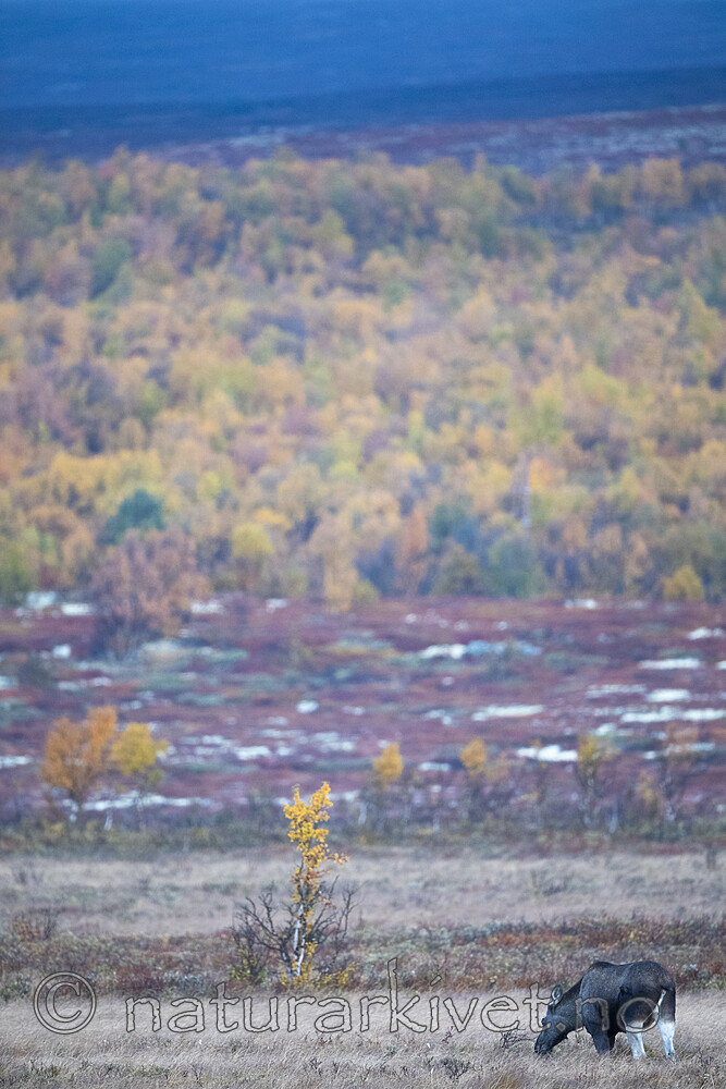 BB_20190923_0125 / Alces alces / Elg