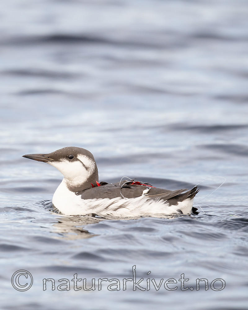 BB_20191026_0100 / Uria aalge / Lomvi