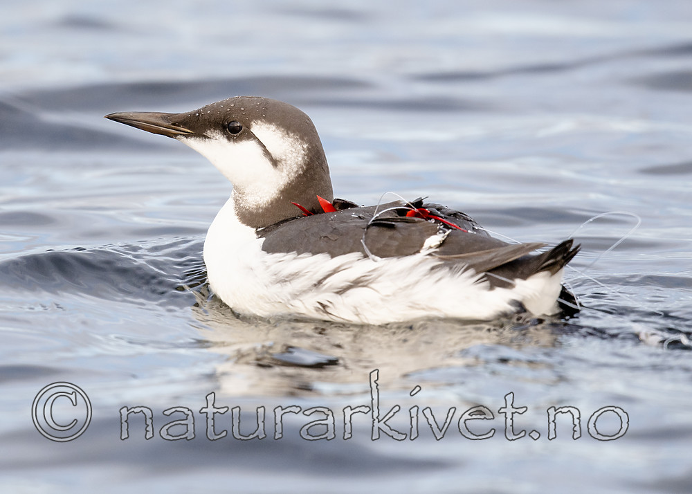 BB_20191026_0102 / Uria aalge / Lomvi