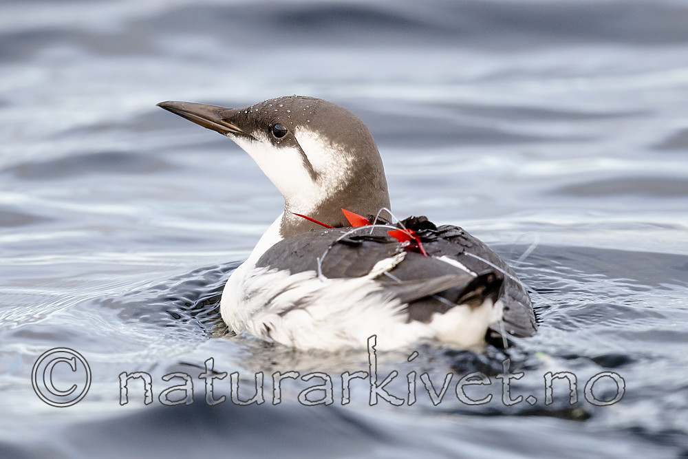 BB_20191026_0104 / Uria aalge / Lomvi